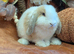 Mini lop doe