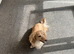 Clear Cream KC Reg Mini Dachshunds