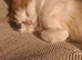 Beautiful cat
