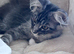 Gorgeous Pedigree Maine Coon Kittens for Sale