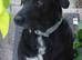 Labrador x collie for rehome