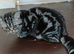 Kitten looking for new home.