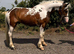 15h Irish sport horse X cob gelding 7 years old.