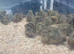 X l jumbo quail chicks
