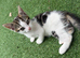 2 kittens ready for new home NOW!