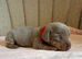 5 KC Miniature Dachshunds