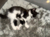 Kittens 11 weeks old