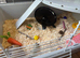 Friendly grey & white baby male mouse with cage