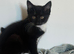 1 girl black and white tuxedo kittens left