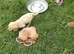 Labrador X Cocker puppies