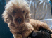 F1 showtype miniature cockapoo  ONE BOY AVAILABLE