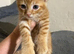 Maine coone / shorthair