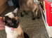 All reserved 3 lovely Siamese chocolate point kittens