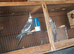 Two Cockatiels