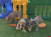 Blue & blue Merle Staffordshire bull terrier puppies