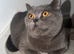 Lilac BSH girl