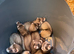Ferret kits for sale
