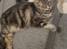 1 year old cat