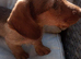 READY NOW Kc Miniature wire haired dachshund pups