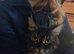 Main coon cross