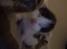 Female kittens