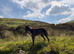 Lovely dog needing a home