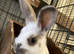 Rabbits for sale hull