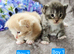 Kittens ready 17/10/26