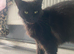 Male cat