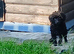 KC reg pure toy poodle black female prcd pra clear