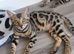 Purebred Bengal kittens TICA registered in Essex