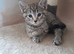 Tabby and tortie kittens