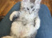 OUTSTANDING TICA-REGISTERED MAINE COON KITTENS