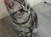 Bsh.kitten boy looking for new home now.