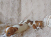 Jack russel puppys