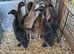Indian runner ducks looking for new land.
