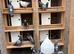 Quality racing pigeons
