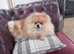 Orange teddy bear faced Pomeranian