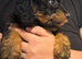 Small f3 cockapoos