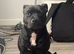 Beautiful Staffordshire bull terrier Athena
