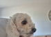 Bichon Frise male