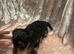 Miniature Dachshund