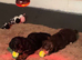2 lovely male cocker spaniels