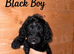 Stunning cockapoo puppies!