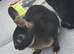 Mini rex black otter buck