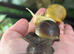 2 Giant African Land Snails