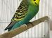 Stunning colours budgie