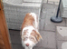 Bearded collie male