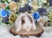 Vaccinated Mini Lop girl