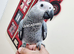 Hand reared baby African grey